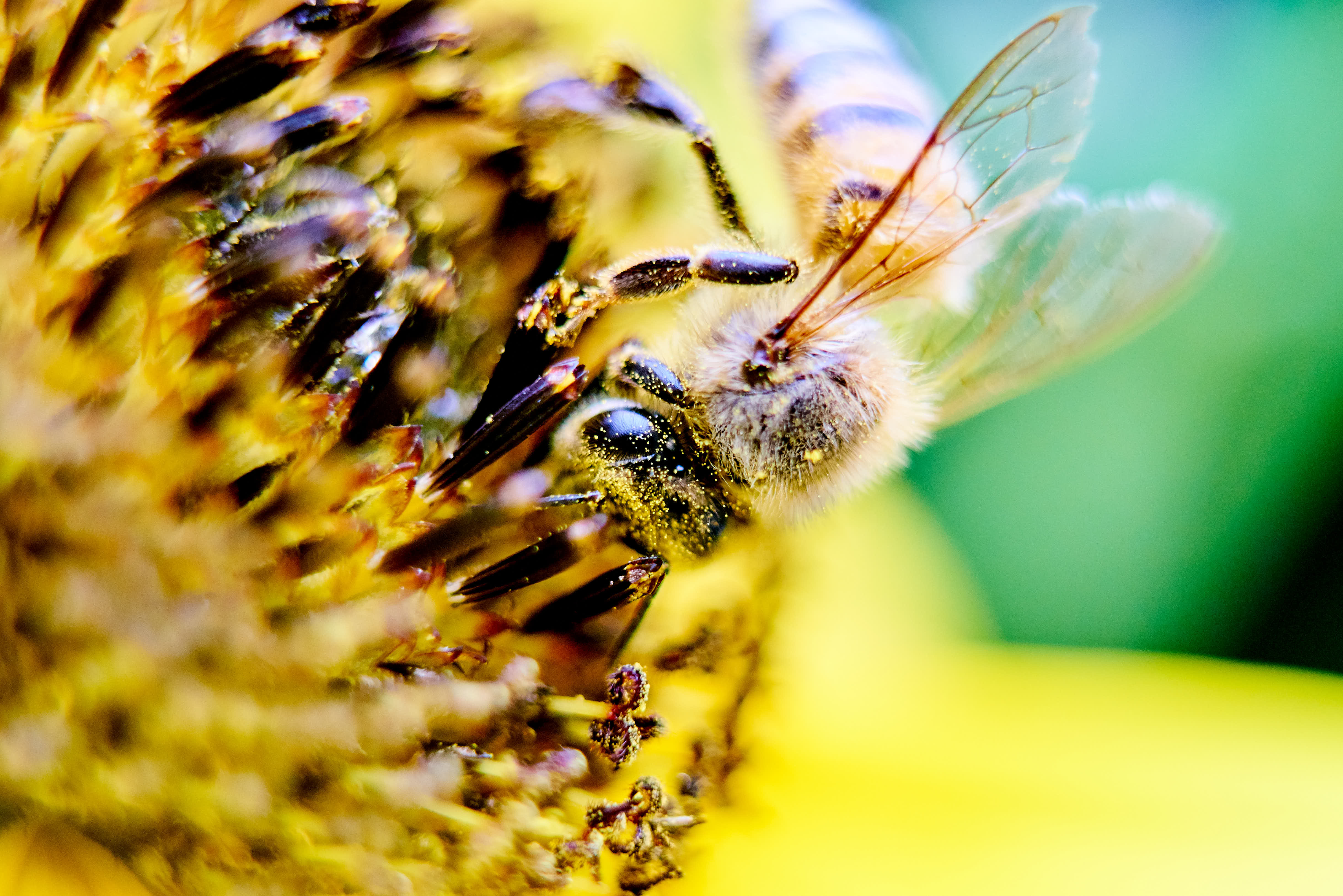 Abeja posada en flor extrayendo polen de una flor, se notan los detalles del polen en el cuerpo de la abeja. Ayudando a la polinización de las flores. Insecto, polinizador, girasol, flor, polen